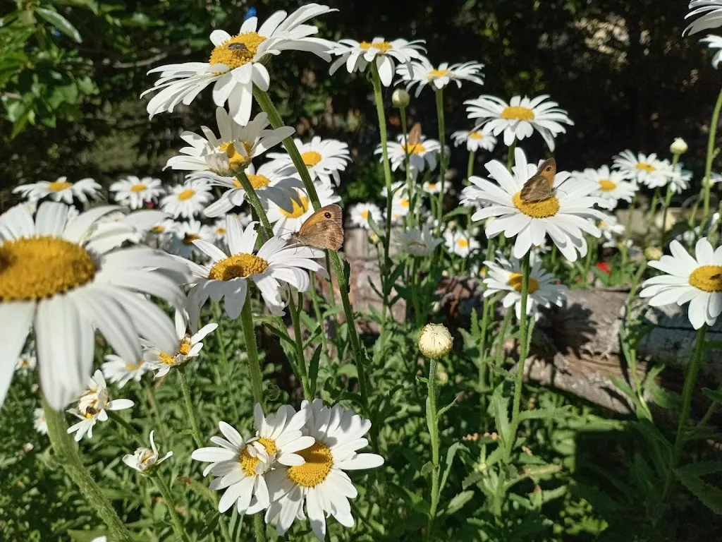 annalisa m._Bar Ristorante Madonna delle Nevi - Tascusì_Desulo_review
