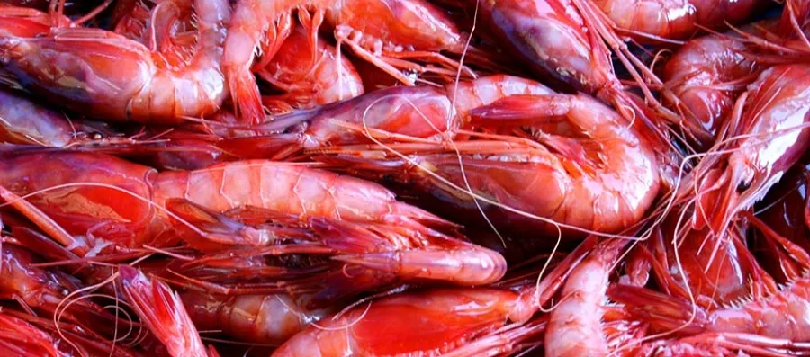 Menu_La Giudecca_Gallipoli_immagine_9