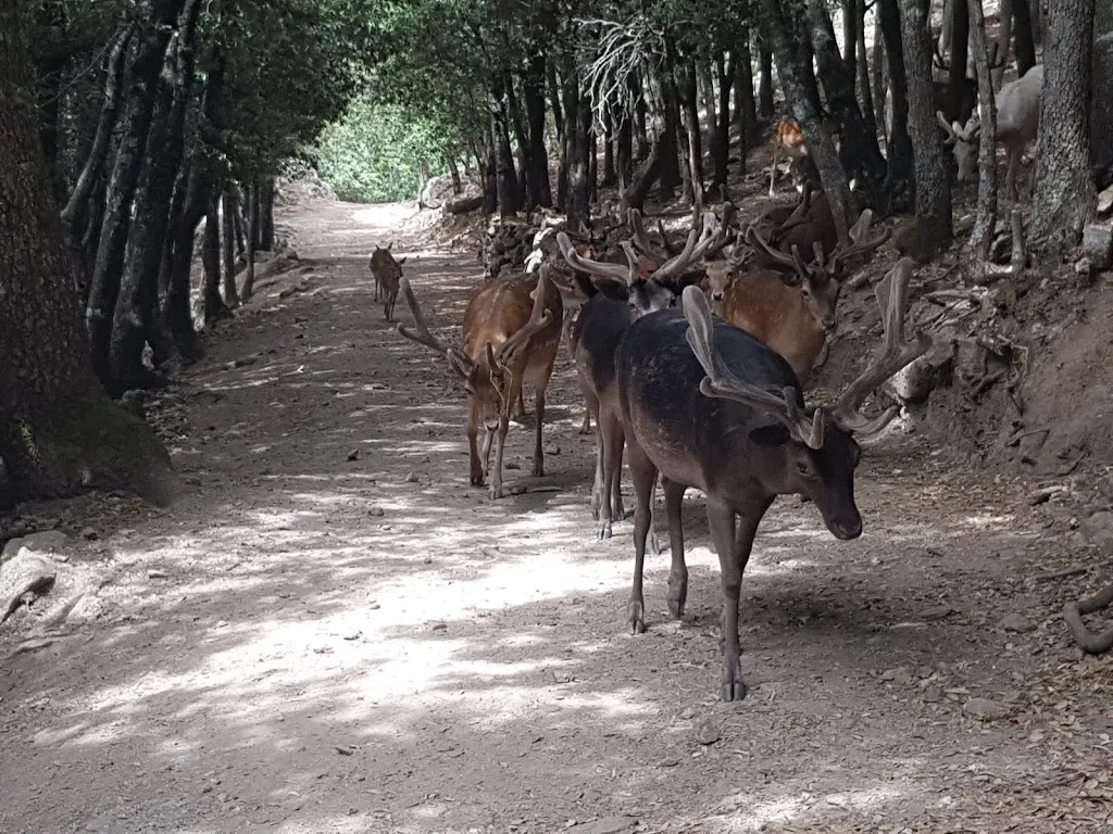 Paul McCarron_Donnortei_Fonni_review