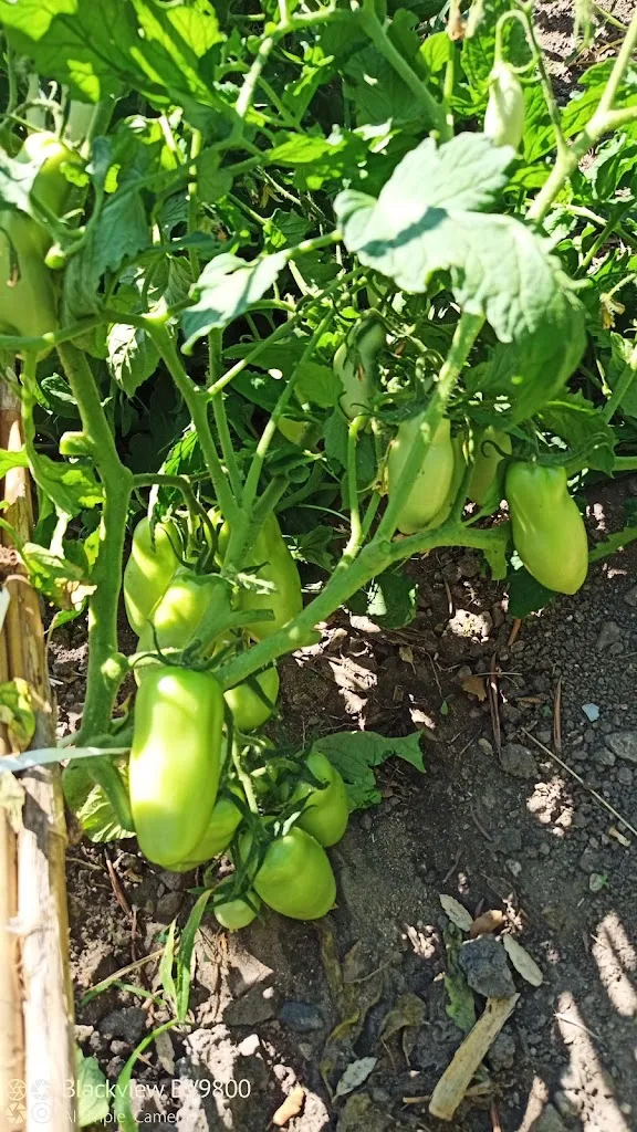 Menu_Bar Ristorante Pizzeria Miratirso_Illorai_image_8