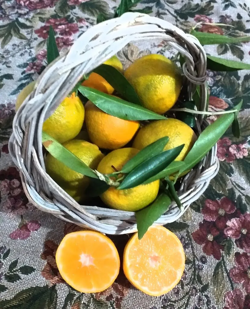 Nonna Vecchia Home Restaurant_Illorai_slider_image_2