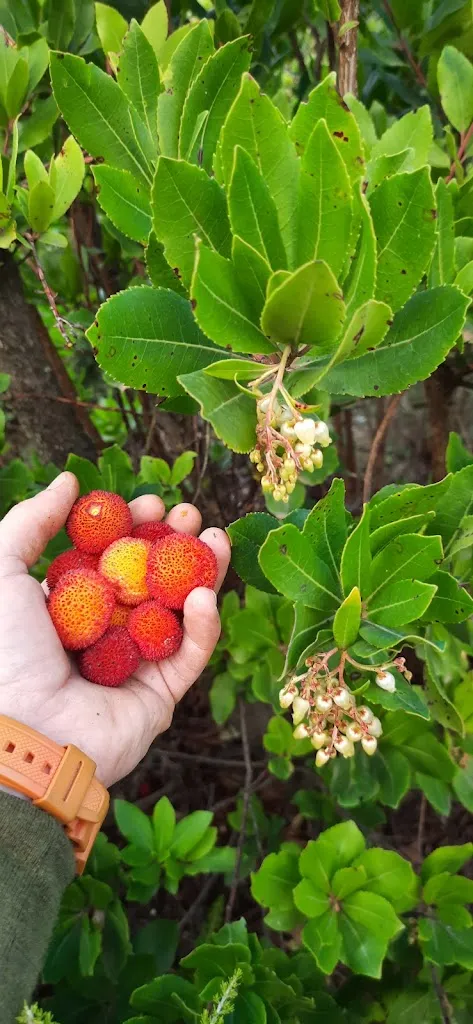 Menu_Arbareska LAB - Laboratorio Artigianale di Birra_Isili_image_1