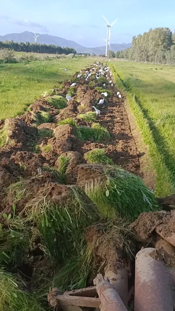 Agrobass - Sardinian Farm_Guspini_slider_image_2