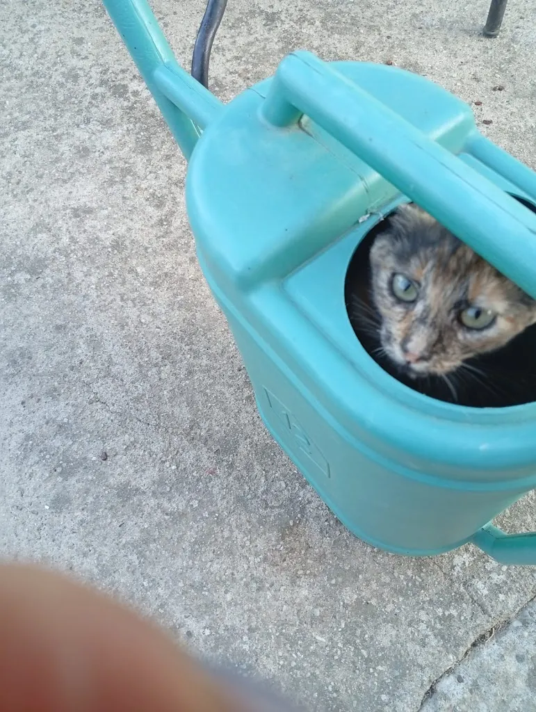 Sandro_Agriturismo Surbiu_Pabillonis_review