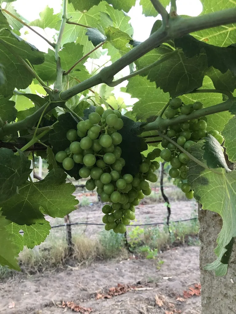 Linnea Viklund_Agriturismo S'Anea_Riola Sardo_review