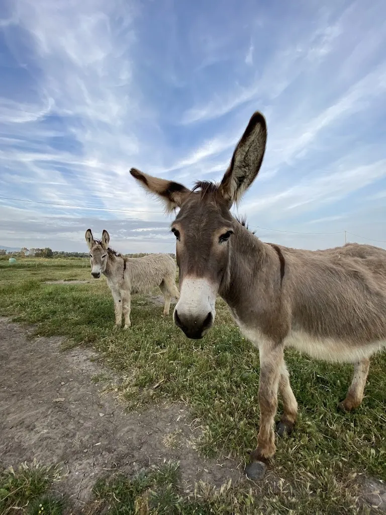 Bachile Bertula Agriturismo_Riola Sardo_slider_image_2