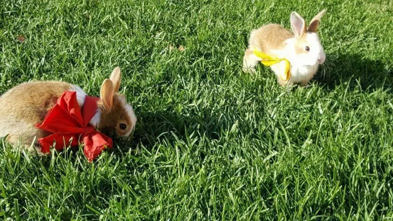 Agriturismo Rioxoris_San Nicolò d'Arcidano_slider_image_2