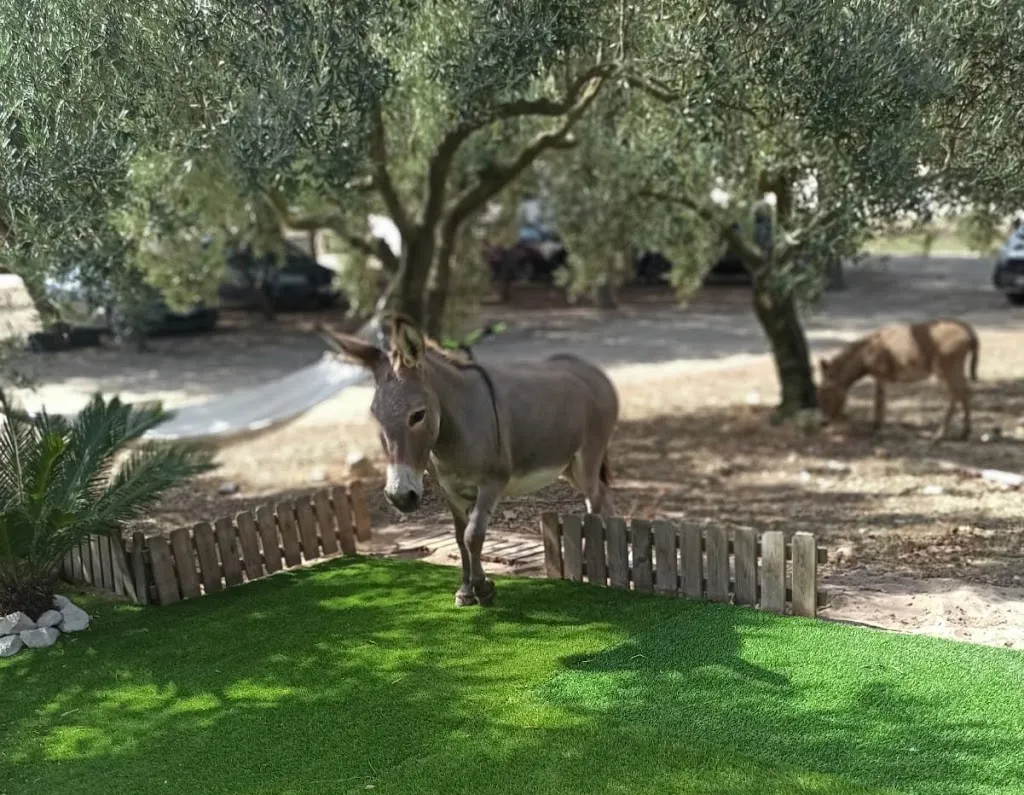 Agriturismo Rioxoris_San Nicolò d'Arcidano_slider_image_3