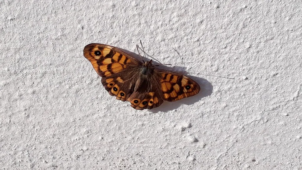 CENA SARDA Santa Maria Coghinas_Santa Maria Coghinas_slider_image_2