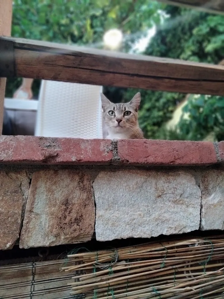 Profesor William_Osteria Vineria Cibus_Santadi_review