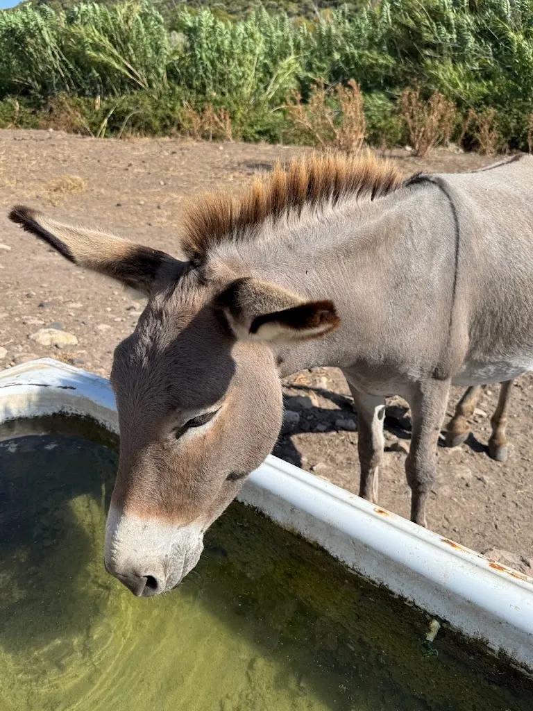 Eleonora Gandini_Agriturismo Silis_Sennori_review