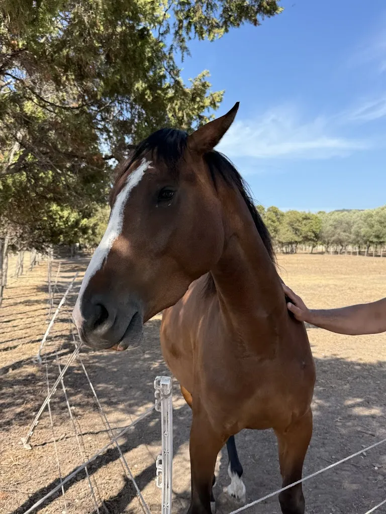 Cristina Bortone_Agriturismo Silis_Sennori_review