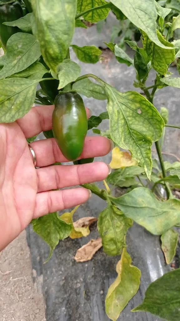 Menu_La Hormiguita_Simala_image_2