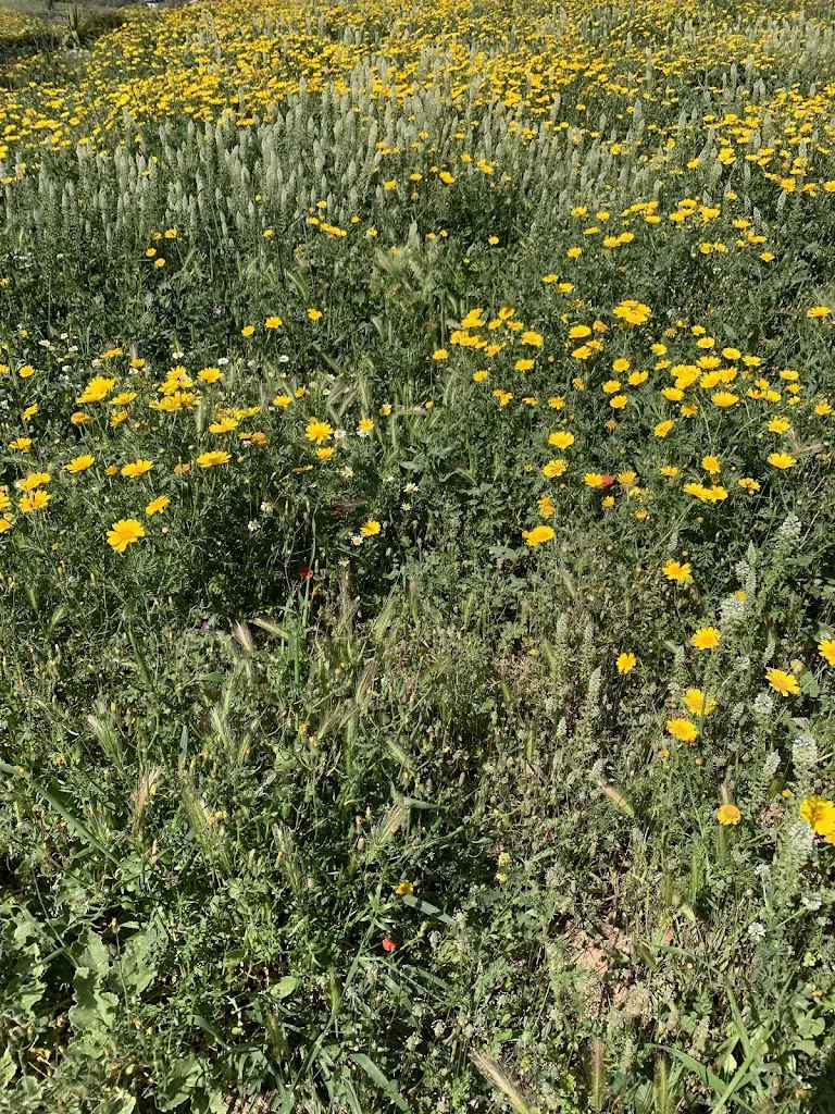 Su Planu restaurant in Su Planu