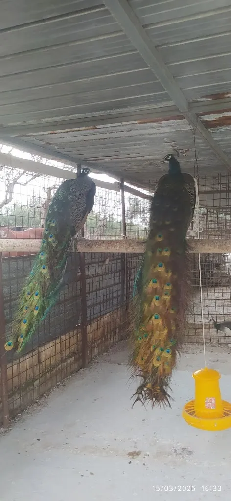 Alina Gi_Lo Sperone Ristorante Maneggio_Alcamo_review