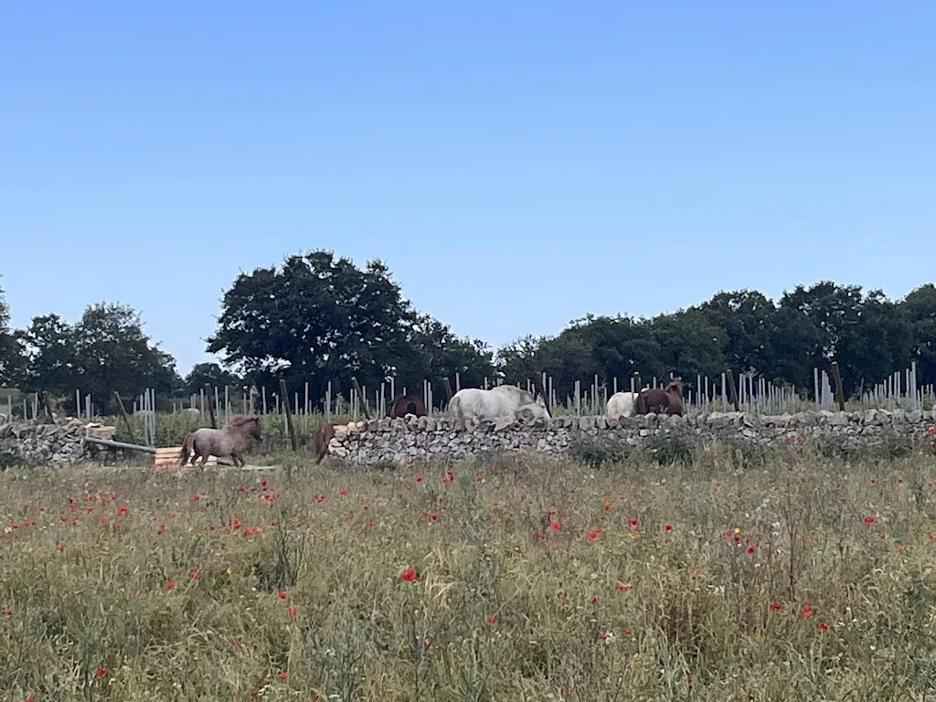 Stefano Bianco_Masseria Bosco Petraro_Gioia del Colle_review