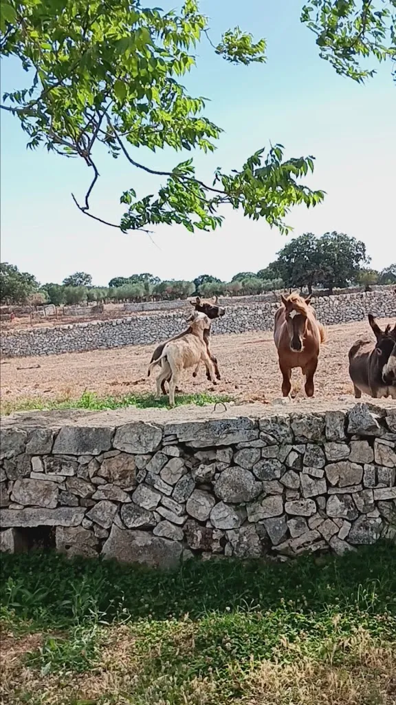 Beatrice Masci_I Sassini_Gioia del Colle_review