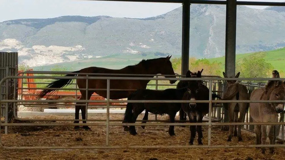 Azienda agricola Angela Gervasi_Buseto Palizzolo_slider_image_1
