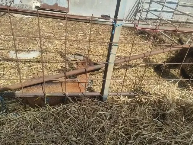 Azienda agricola Angela Gervasi_Buseto Palizzolo_slider_image_2