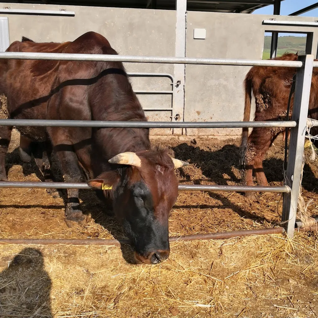 Azienda agricola Angela Gervasi_Buseto Palizzolo_slider_image_3