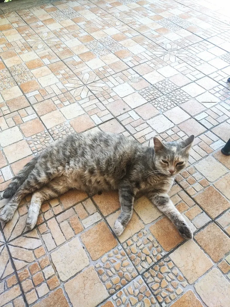 Philippe Van der Mersch_Med Cafè_Canicattini Bagni_review