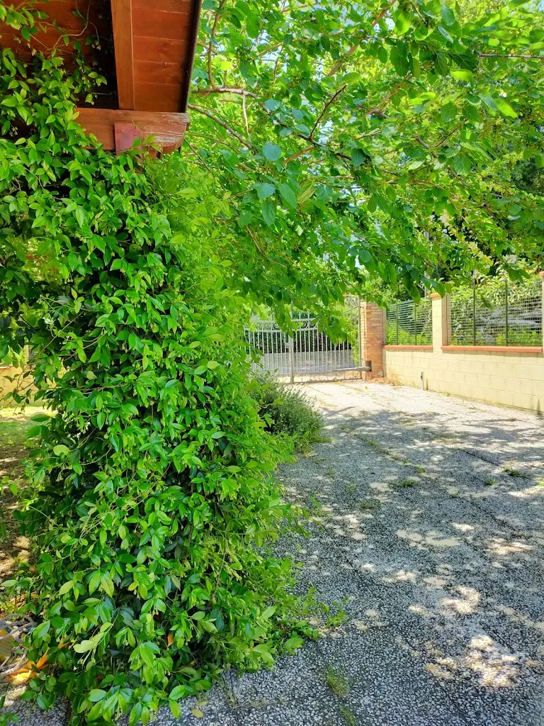 Herba Salvia_Casalbordino-Miracoli_slider_image_2