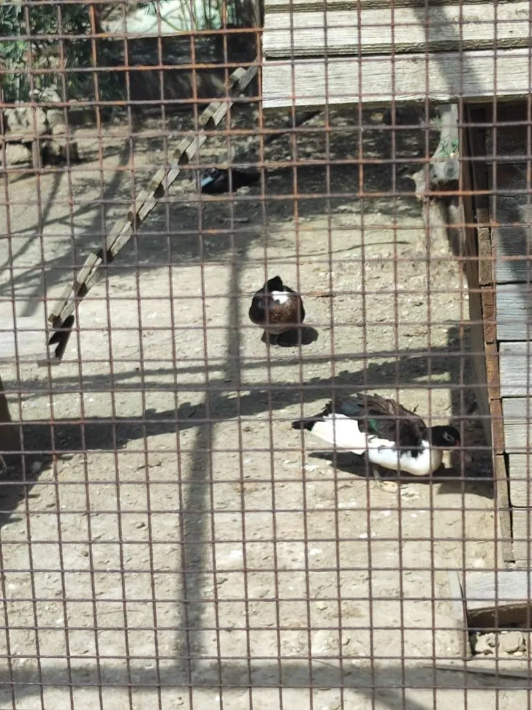 Michelangelo Miraglia_Le Cinque Pietre_Carlentini_review