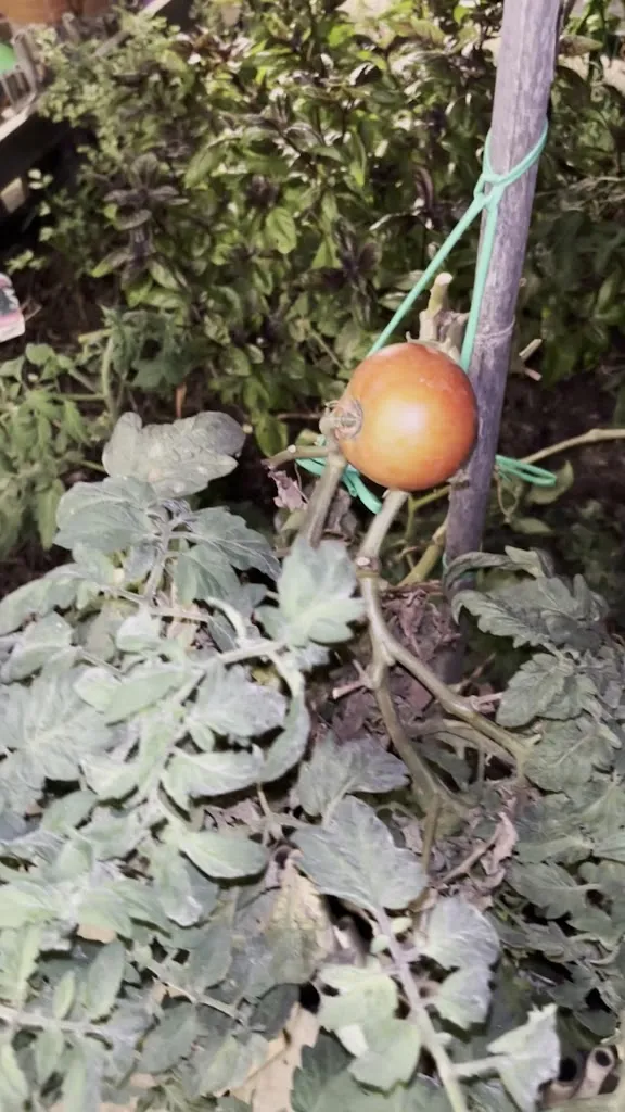 Amira Brahimi_Il Cappero Cefalù_Cefalù_recensione