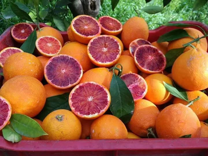 Bar Rinaudello restaurant in Francofonte