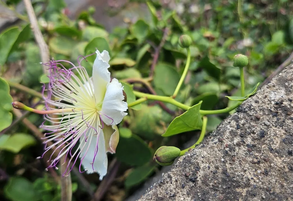 D R Lewis_A' Lumeredda_Malfa_review