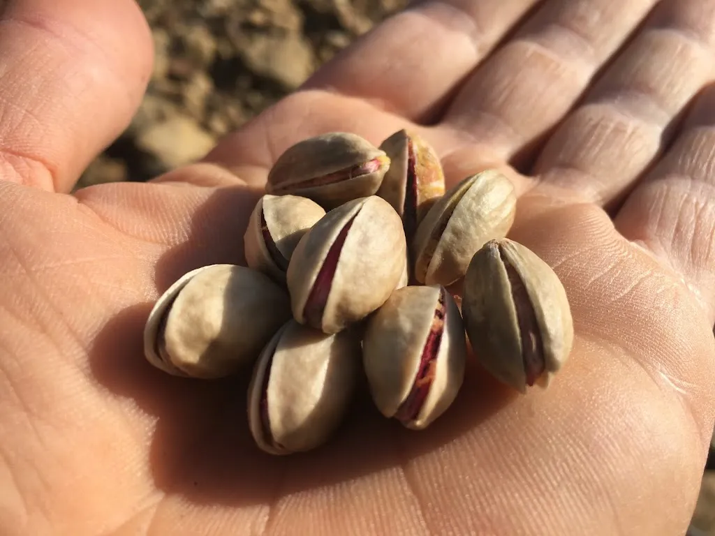 Menu_Il Casolare delle Balze_Maniace_image_9