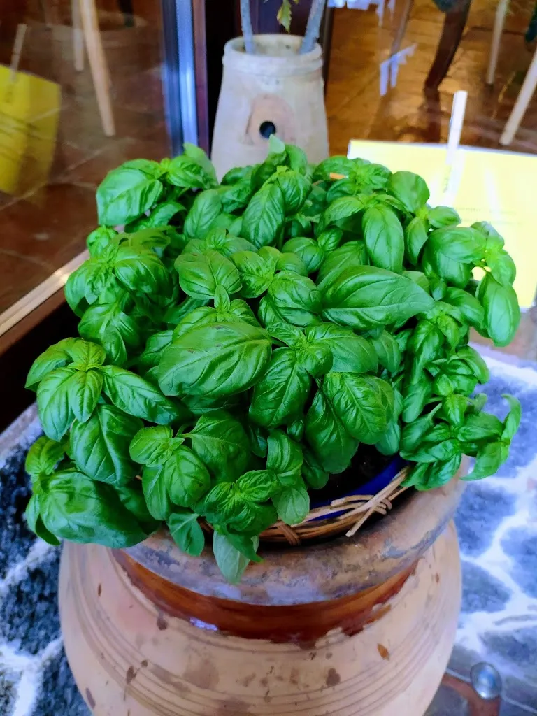 Protosteria_Maniace_slider_image_3