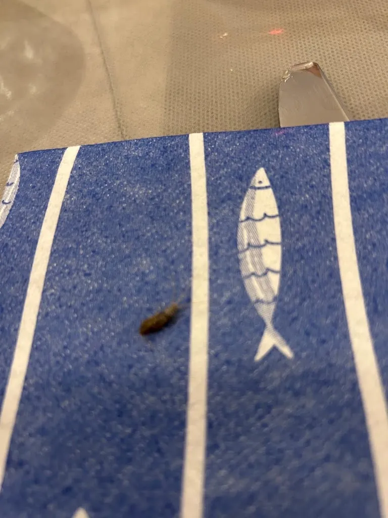 Riku_CiauriMari - Aeolian Restaurant Lipari_Lipari_review