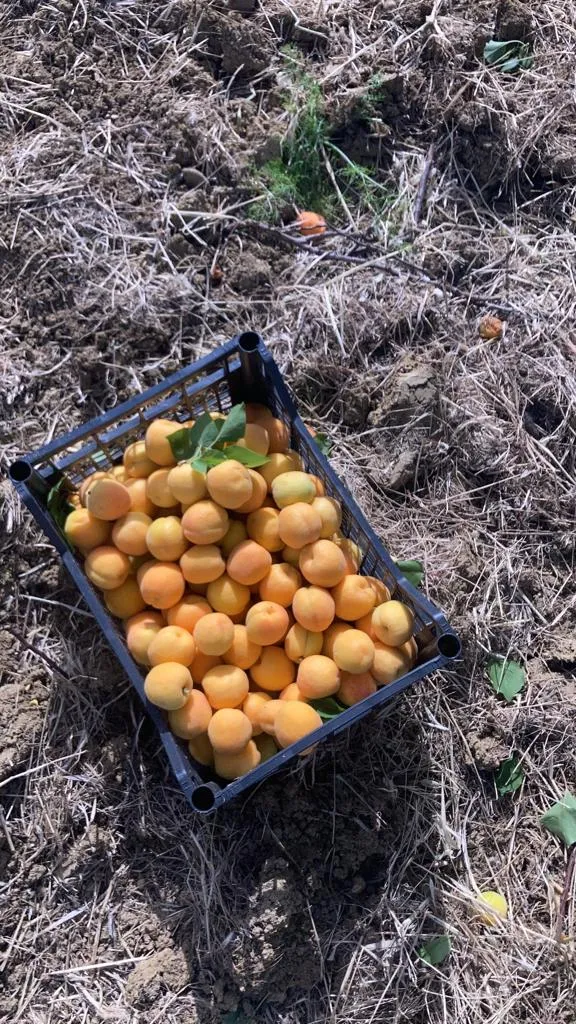 Menu_Virdì_Menfi_image_3