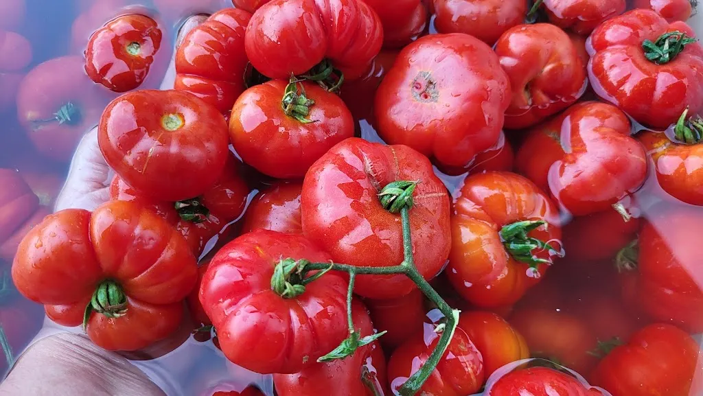 Menu_Home-food casa mia 