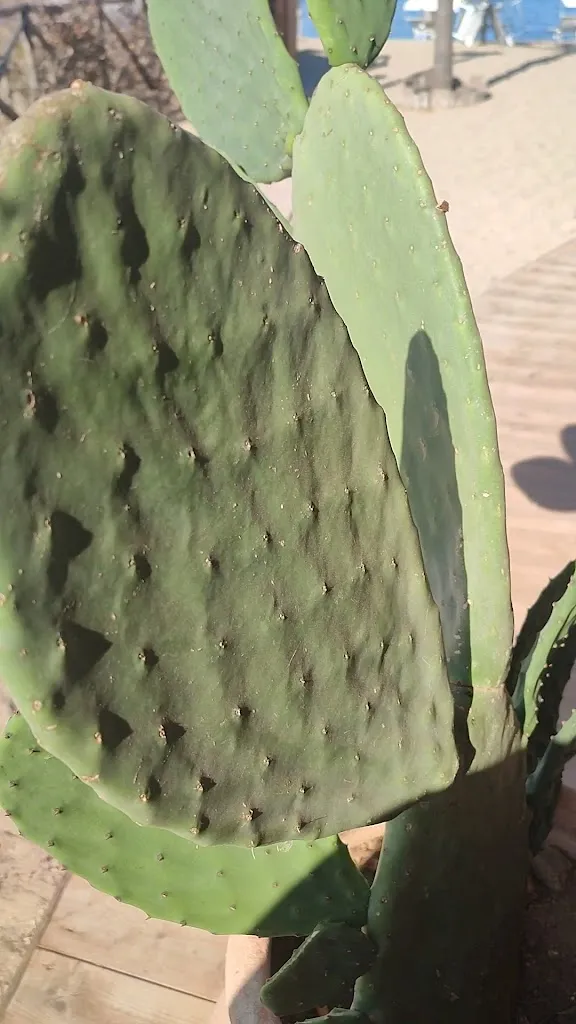 Ristorante shine island restaurant_Pachino_slider_image_2