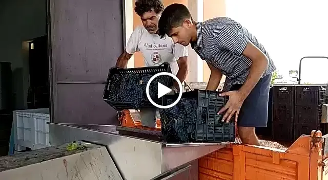 Vini Sultana_Pachino_slider_image_2