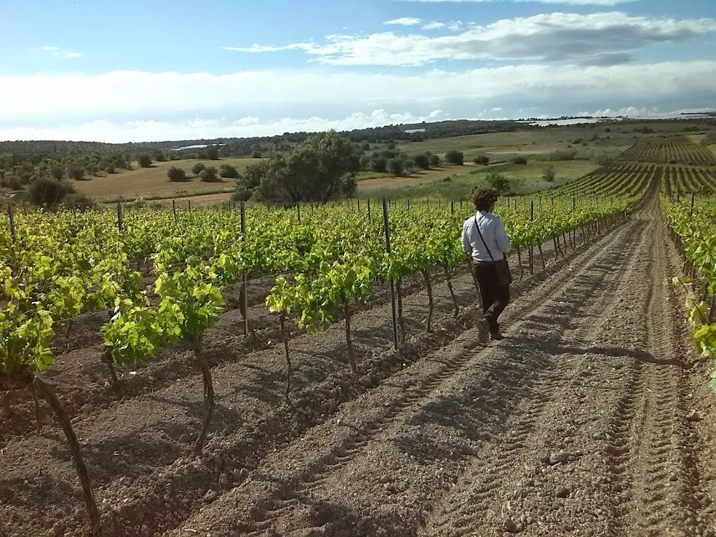 Vini Sultana_Pachino_slider_image_3