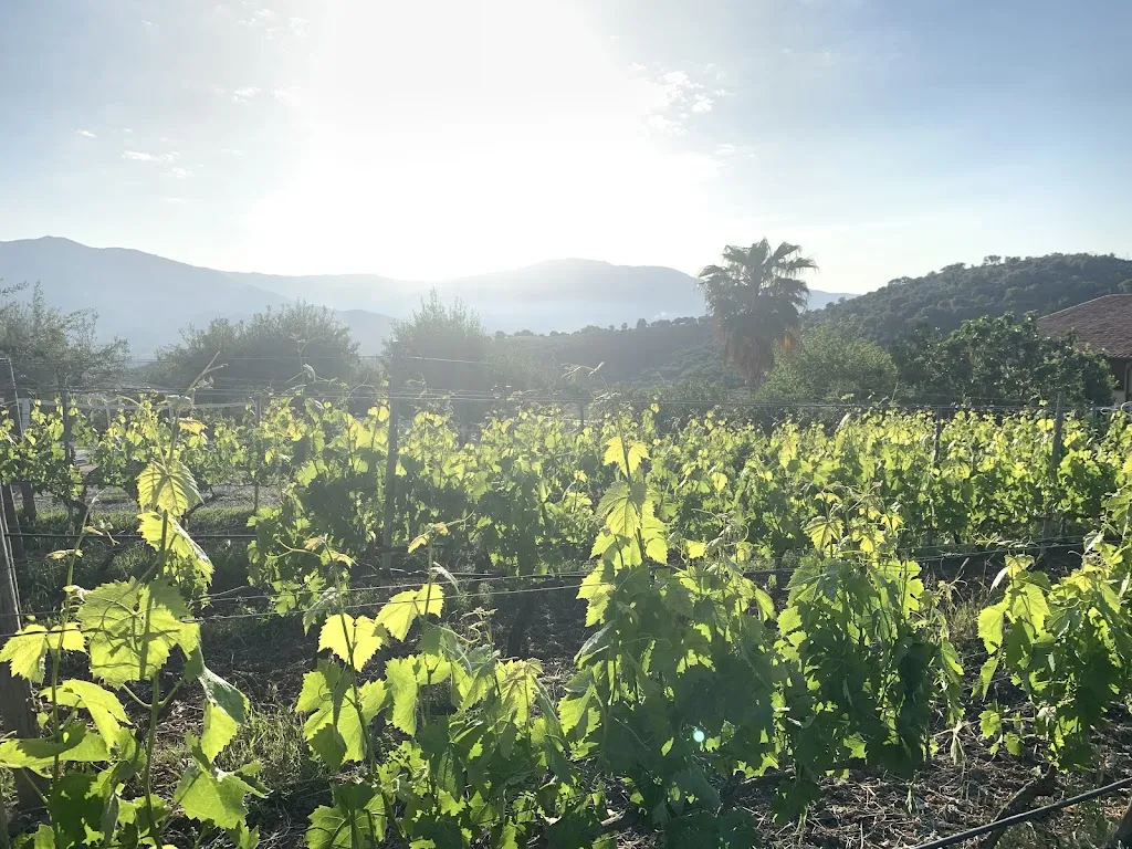 Antica Tindari restaurant in Patti
