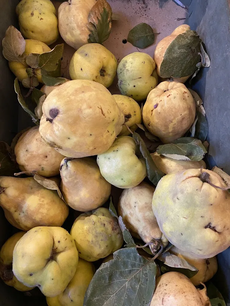 Menu_Frantoio Masseria Fatalò_Lizzanello_image_1