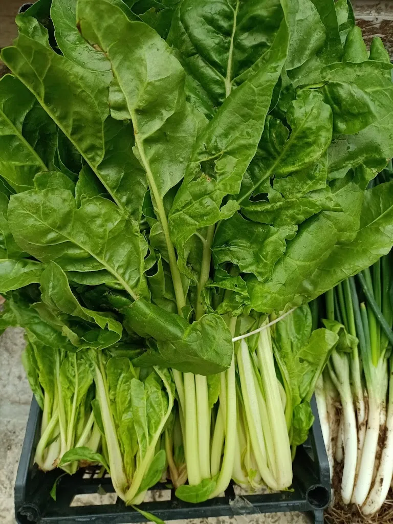 Menu_Frantoio Masseria Fatalò_Lizzanello_image_9