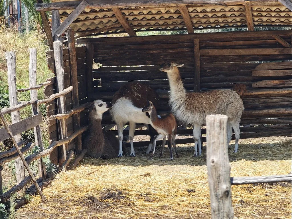 Filippo Scalia_Il Rustico La Casa degli Ulivi_Piedimonte Etneo_review