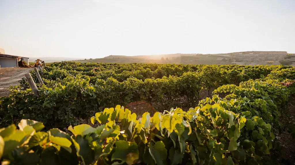 Vini Vaccaro_Salaparuta_slider_image_3