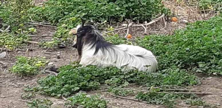 Giuseppe Licari_Pirainito agriturismo_Rosolini_review