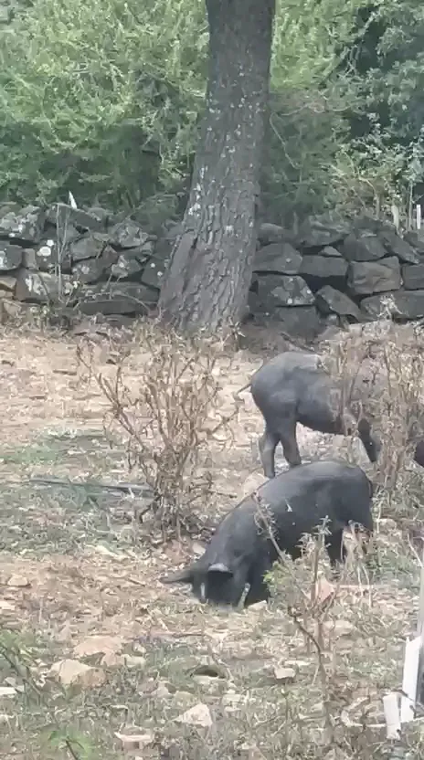 Andrea Boeddu_AL PASSO DEI TRE_San Fratello_review