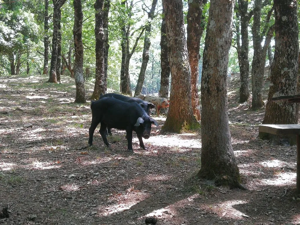 Ornella Sauta_Ristoro Spazi Verdi_San Fratello_review