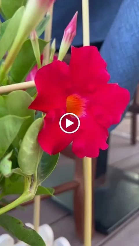 Trattoria Du Lantirneri_San Vito Lo Capo_slider_image_2