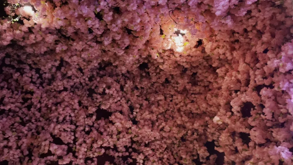 SAKURA SUSHI SCORDIA RISTORANTE_Scordia_slider_image_1