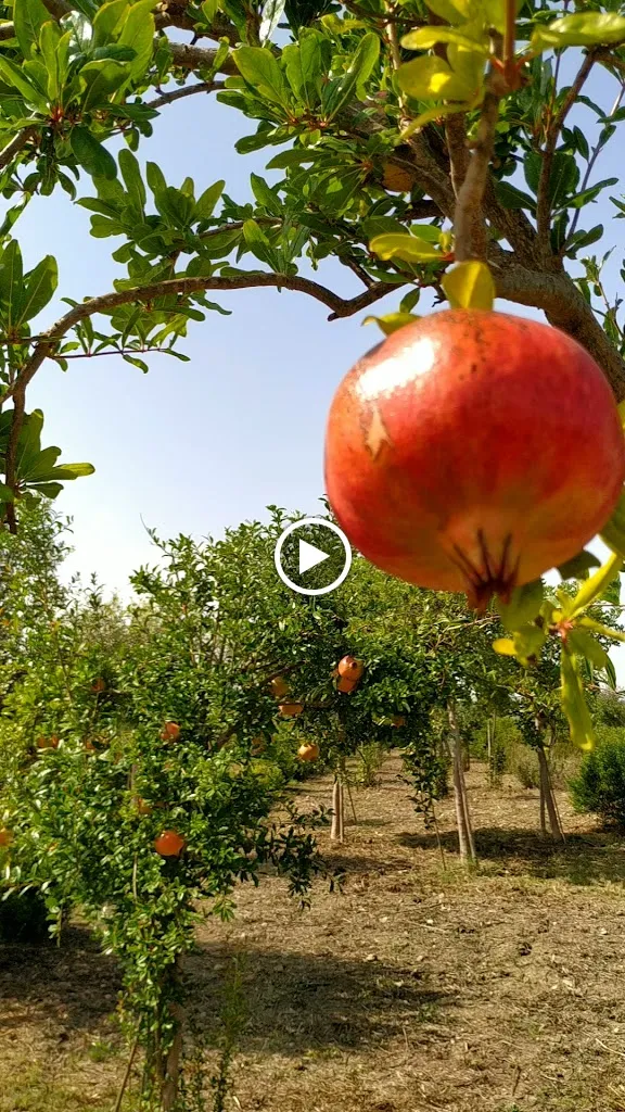 AGRICARUSO di Caruso Angela Martina_Scordia_slider_image_2