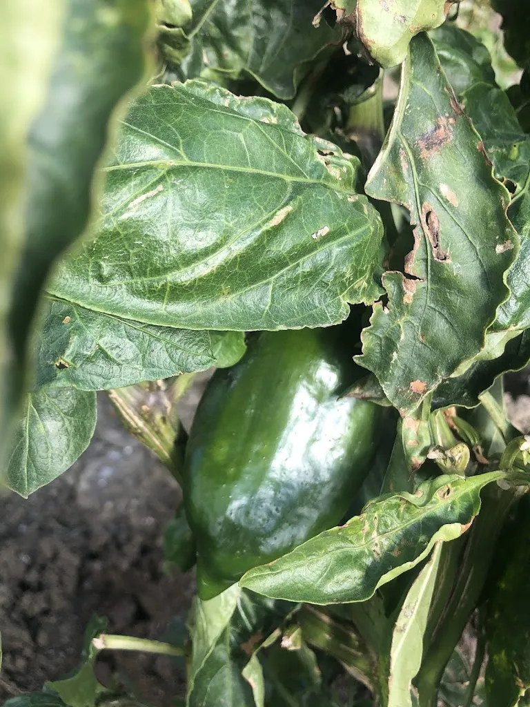 Menu_Contrada Crete cucina agricola_Valledolmo_image_2